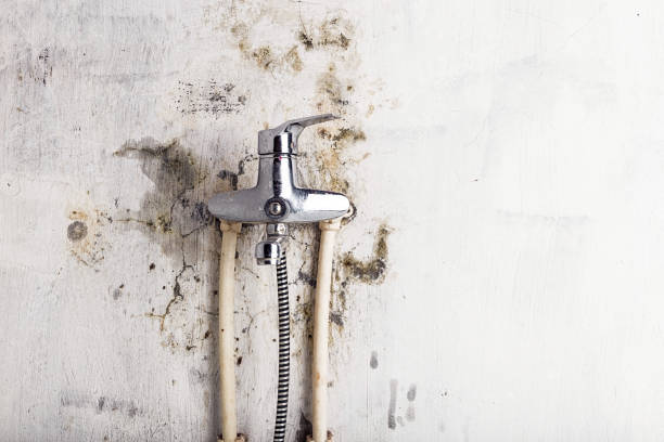 Gray, LA Mold Remediation Company