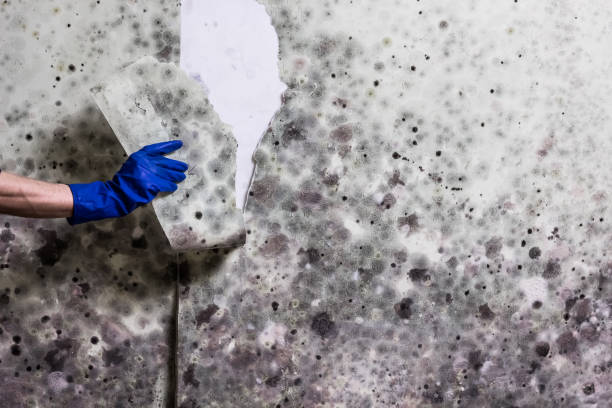 Best Insurance-Related Mold Remediation in Gray, LA